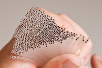 Rock-Paper-Fibers